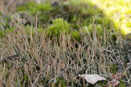 Image of cup lichen