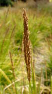 Image of autumn moor grass