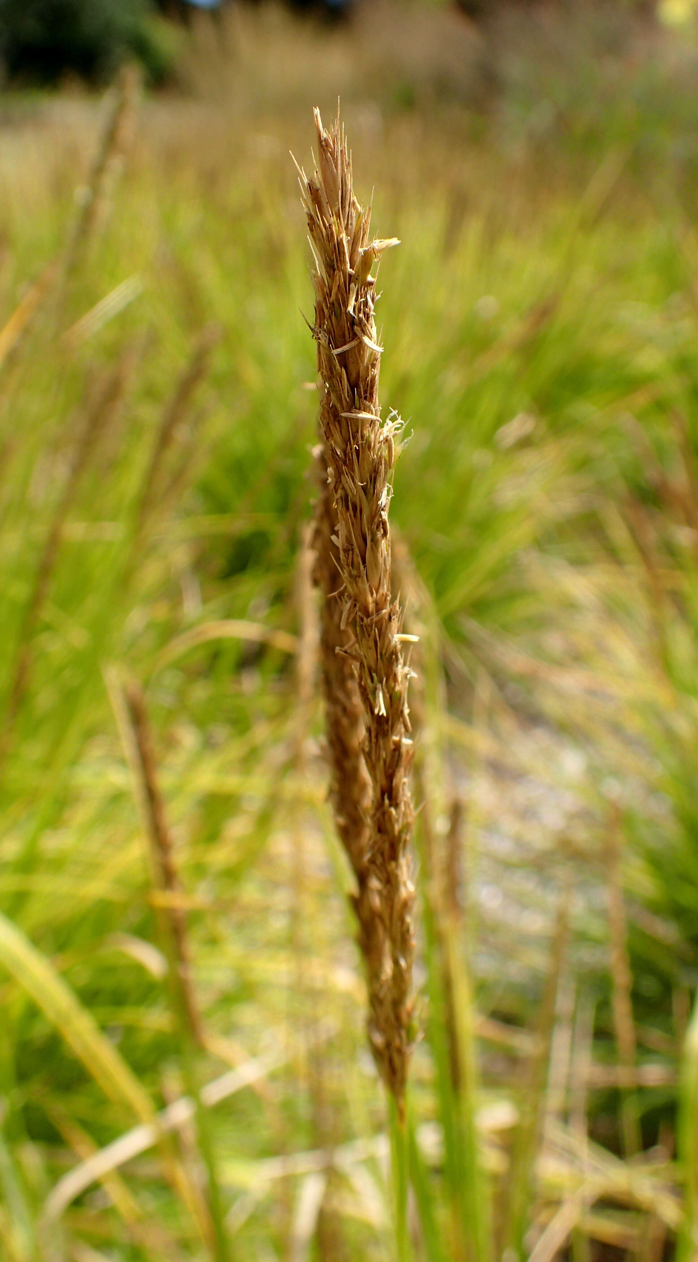 Image of autumn moor grass