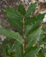 Image of Desert Scrub Oak