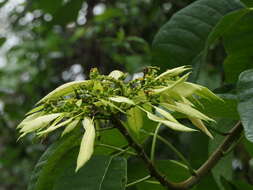 Image of poinsettia