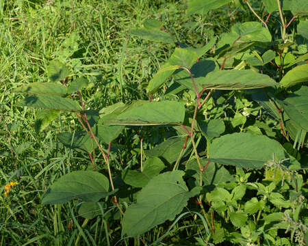 Image of Japanese Knotweed