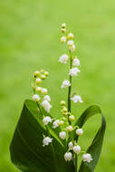 Image of convallaria