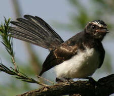 Image of Willie Wagtail