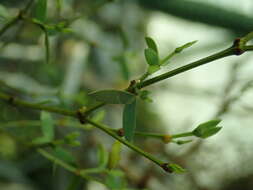 Image de Larrea divaricata Cav.