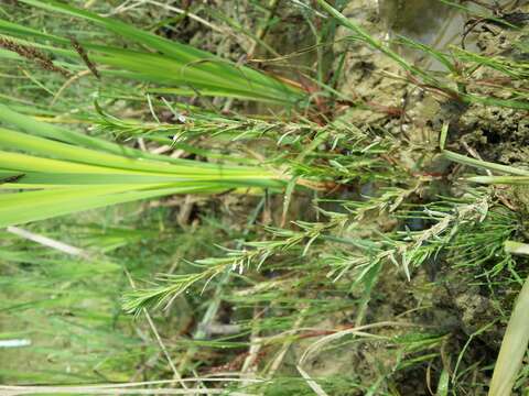 Слика од Lythrum hyssopifolia L.