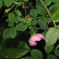 Image of dwarf rose