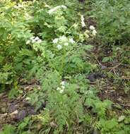 Imagem de Anthriscus sylvestris (L.) Hoffm.