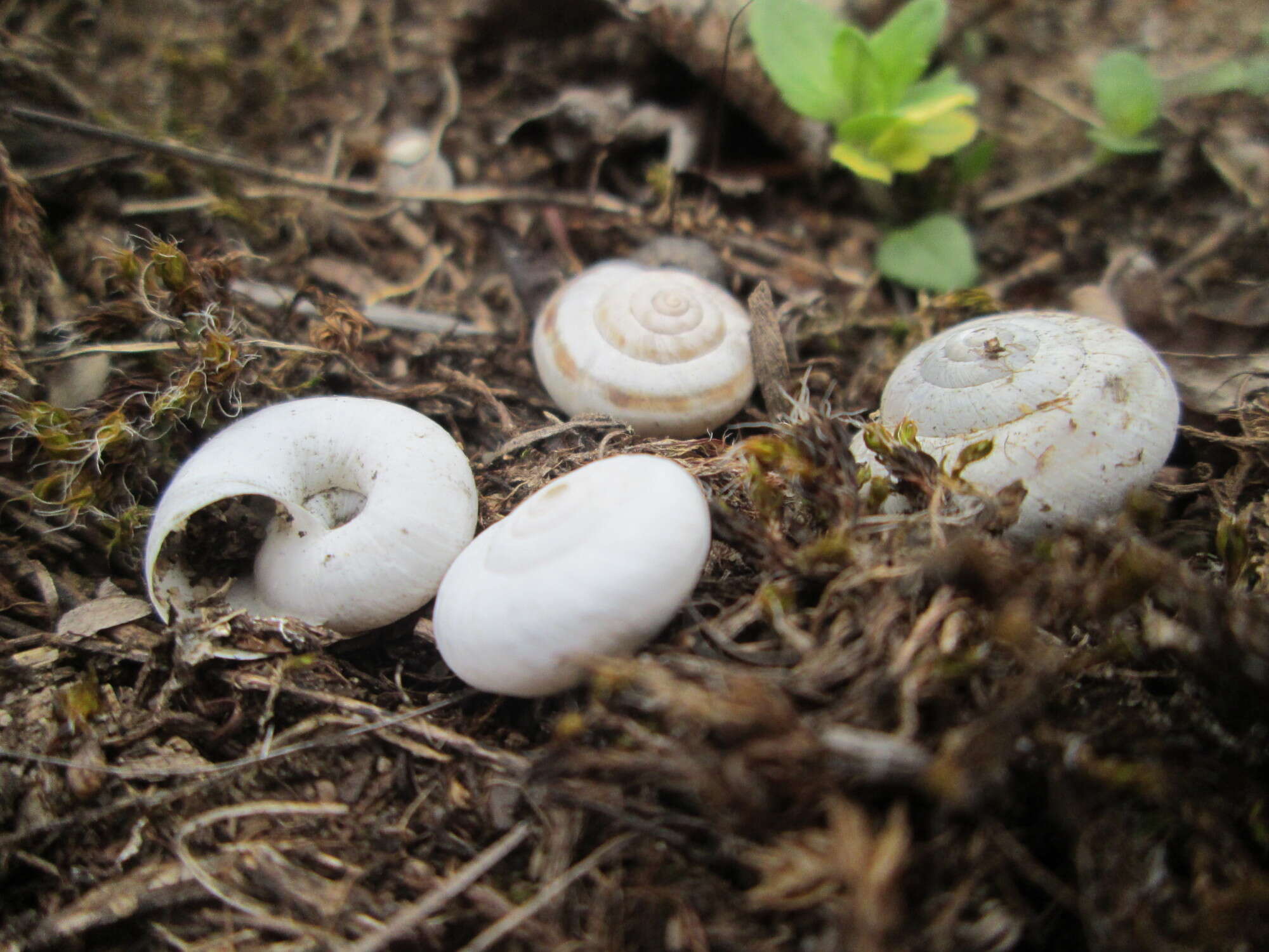 Image of Heath Snail