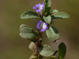 Imagem de Limnophila repens (Benth.) Benth.