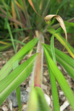 Imagem de Panicum capillare L.