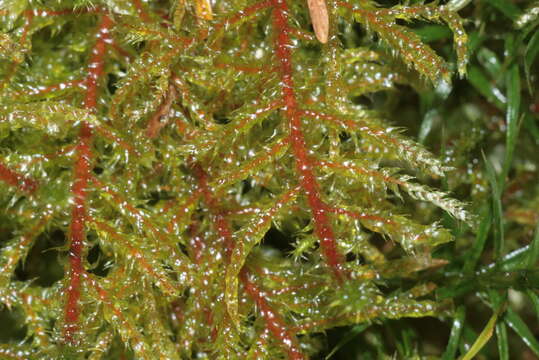 Image of square goose neck moss