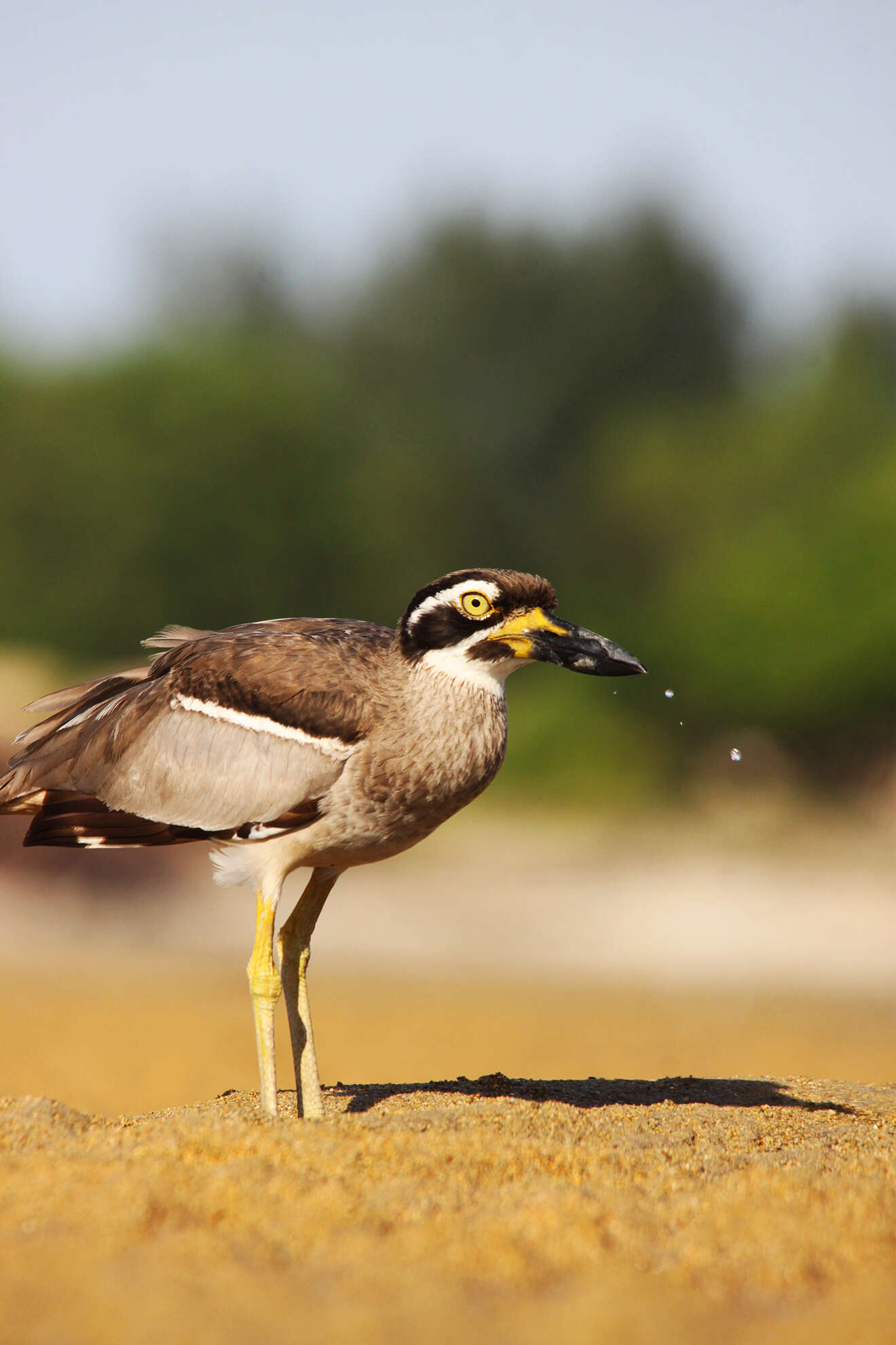 Image of Beach Stone-curlew