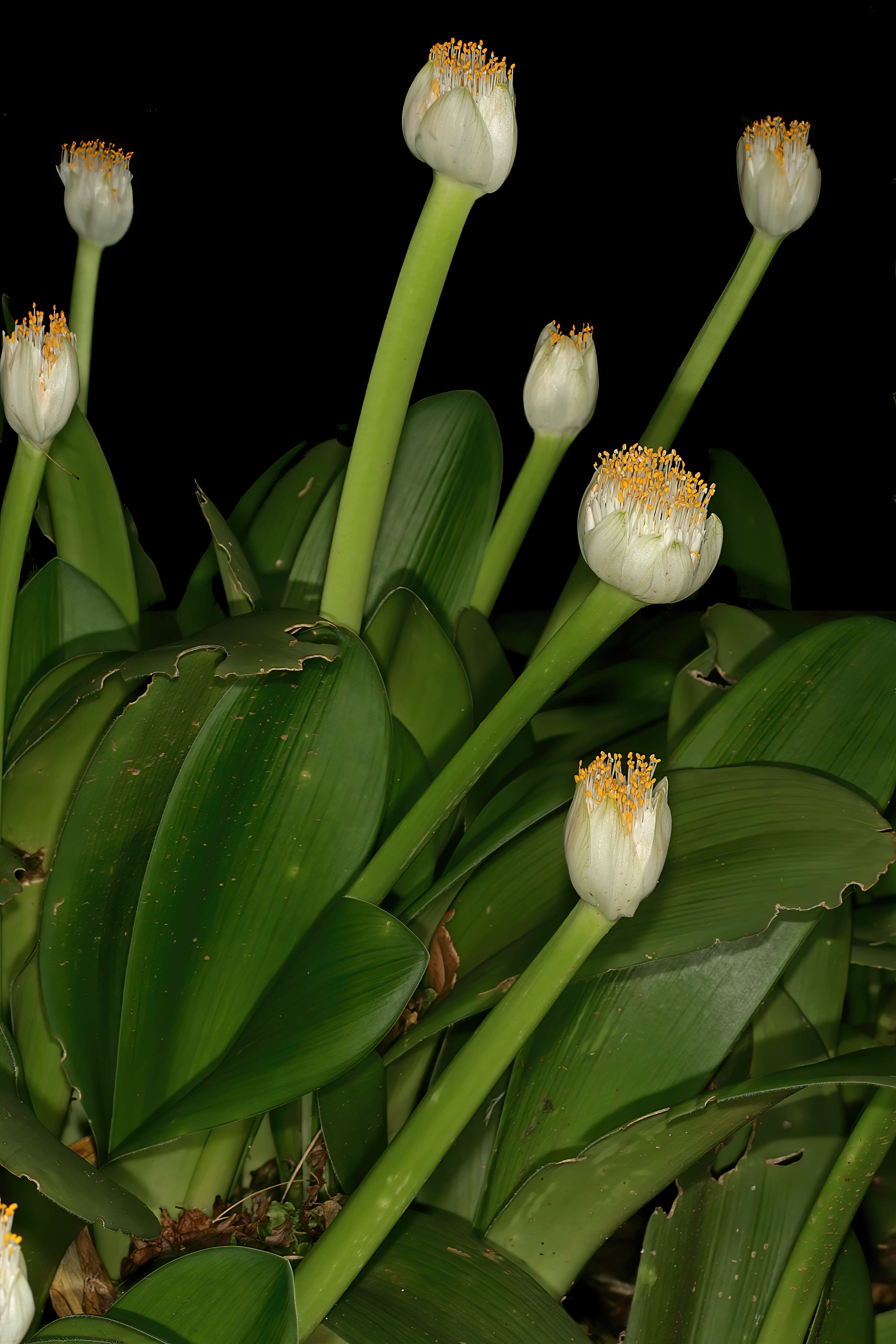 Imagem de Haemanthus albiflos Jacq.