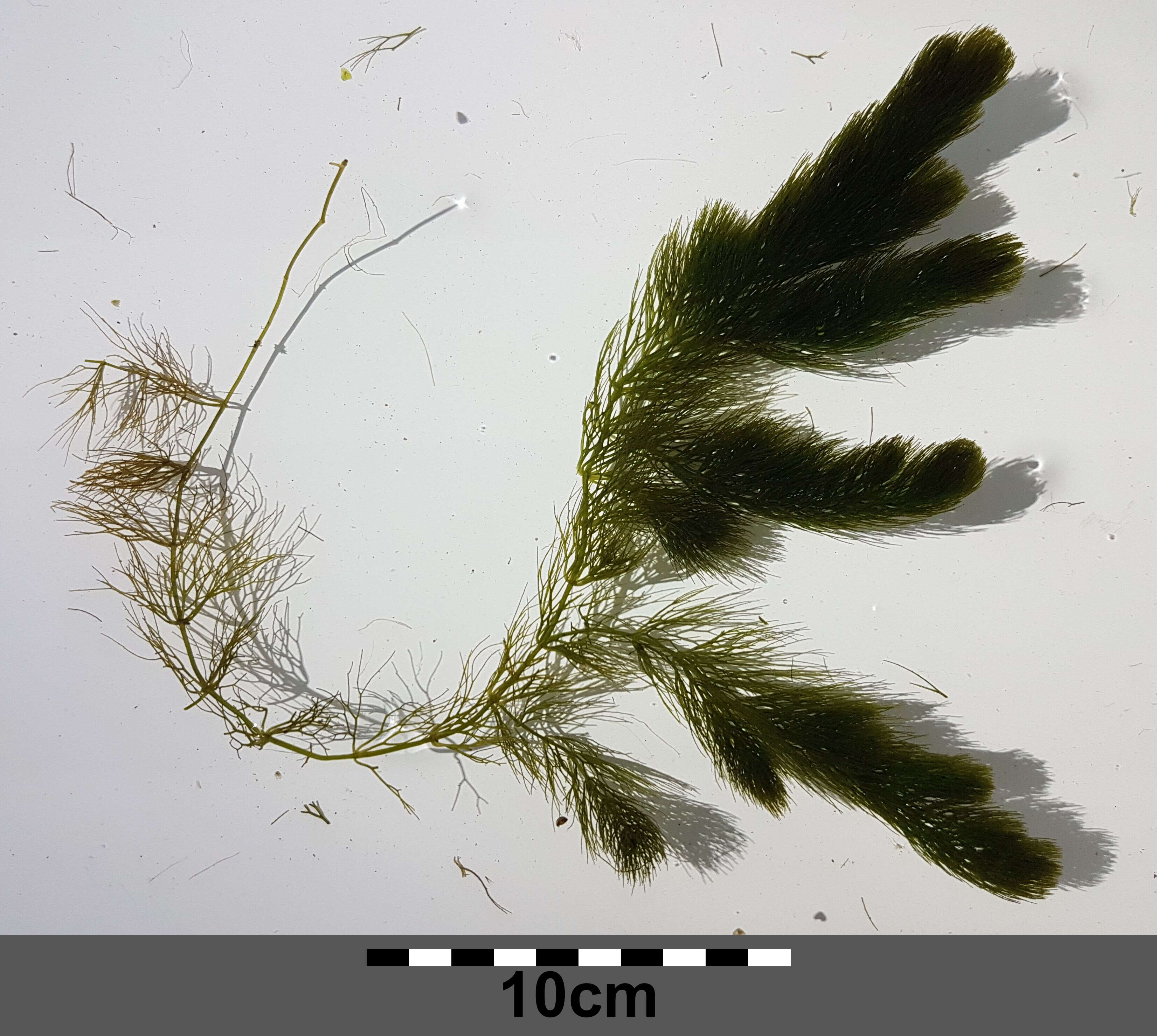 Image of Soft Hornwort