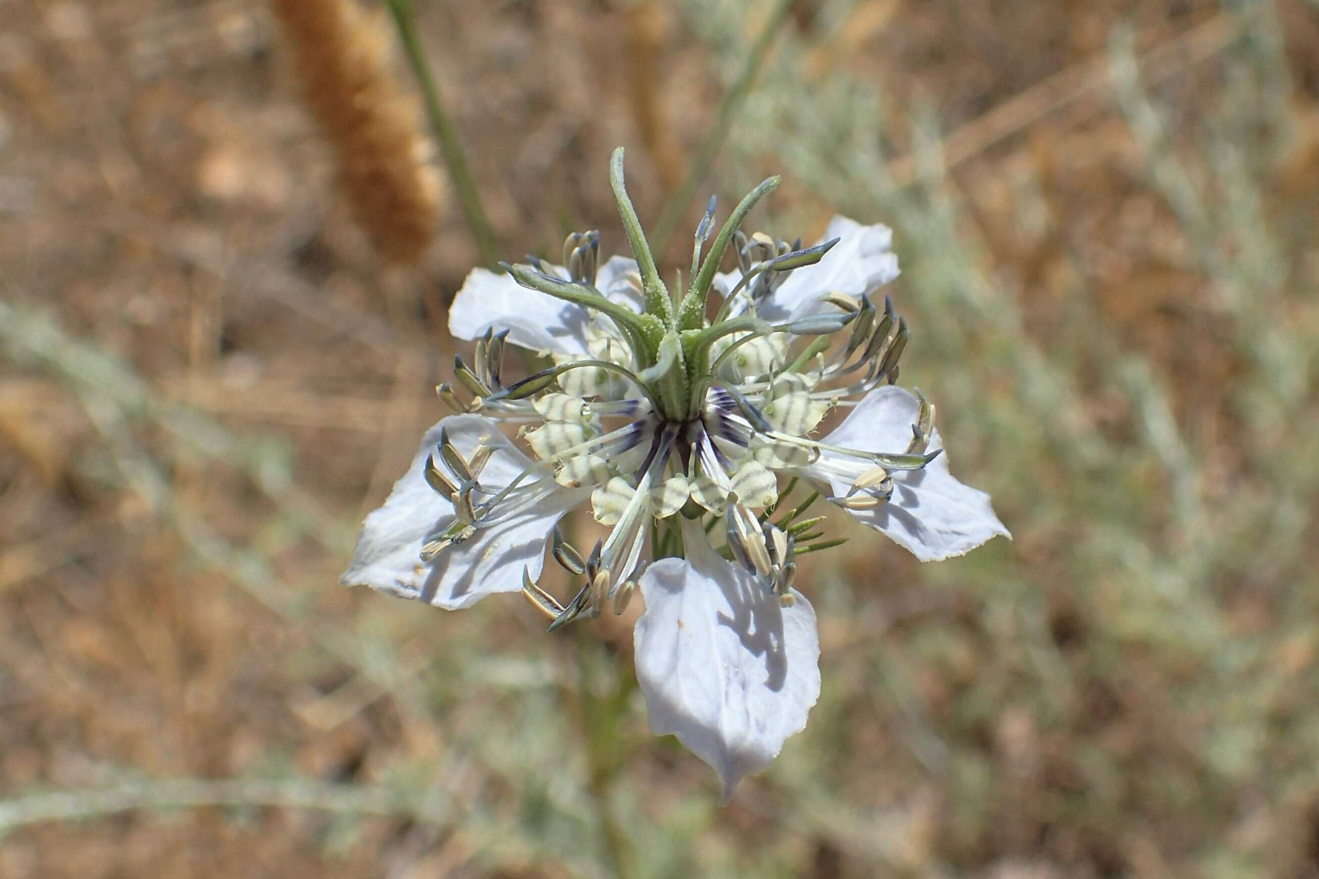 Nigella arvensis L. resmi