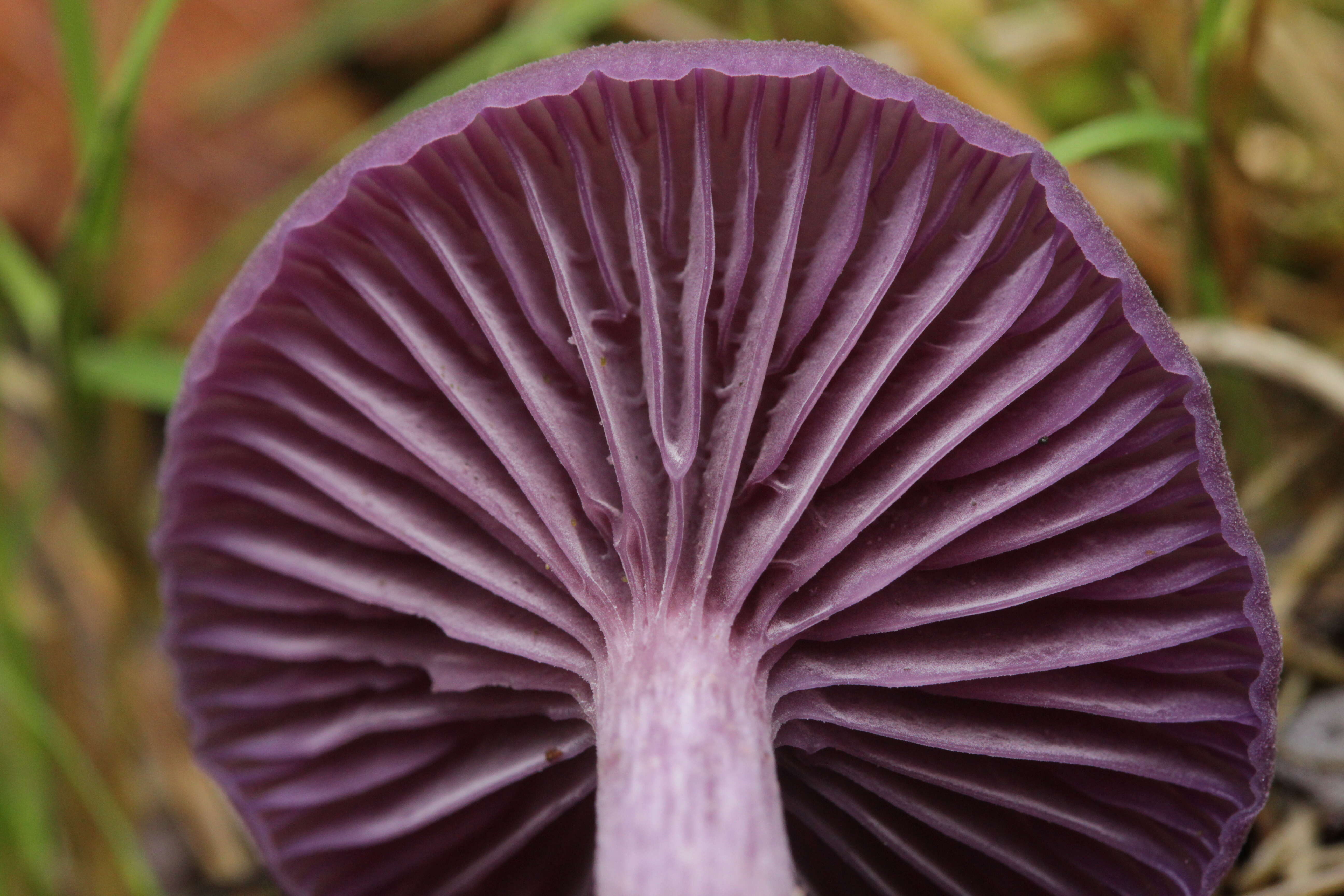 Image of Laccaria amethystina Cooke 1884