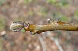 Image of Common walnut