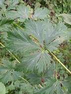 Image of Manchurian monkshood