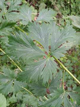 Image of Manchurian monkshood