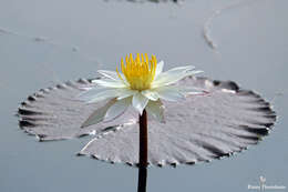 Image of waterlilies