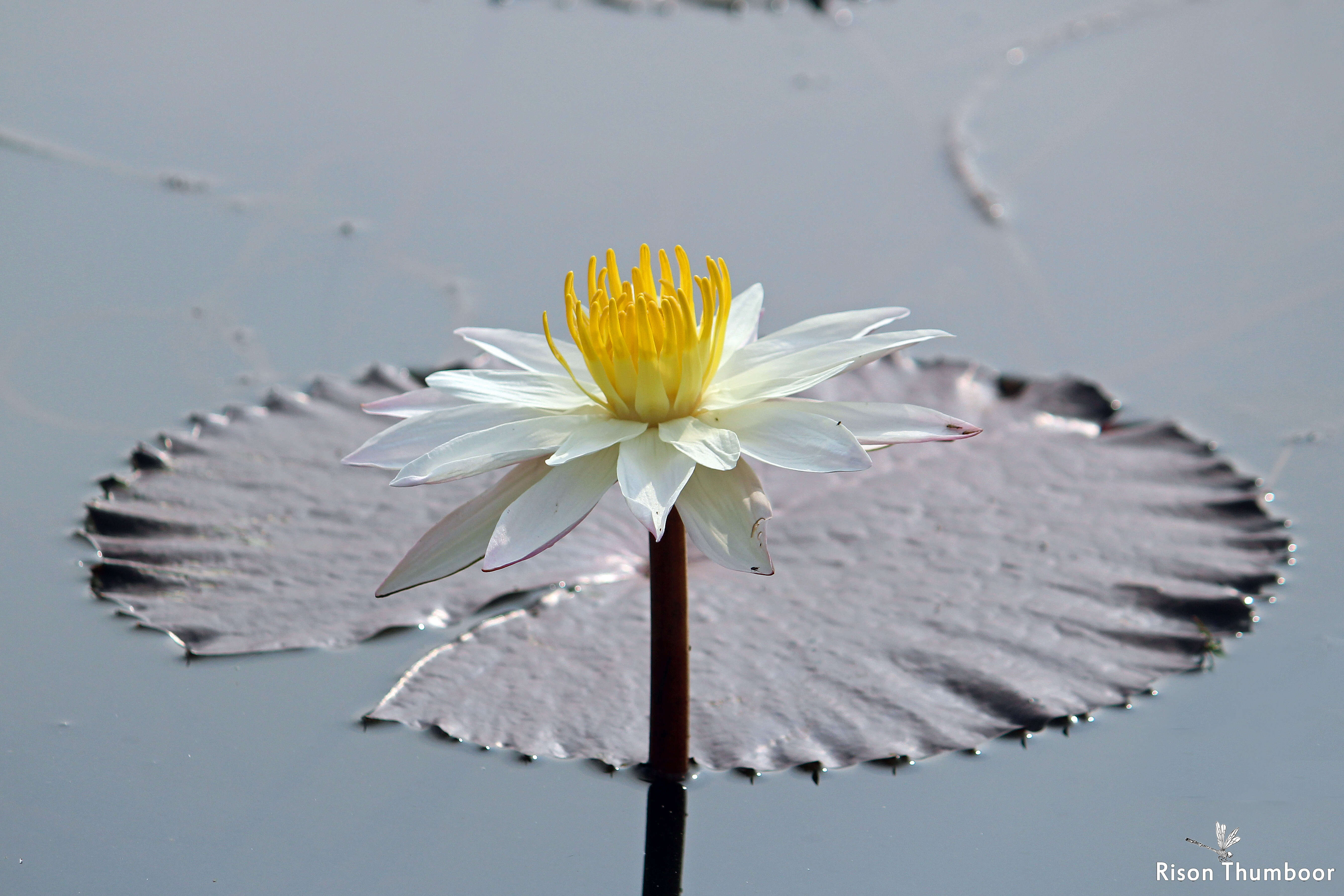 Image of waterlilies