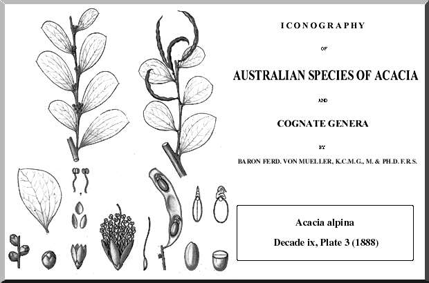 Image of Acacia alpina F. Muell.