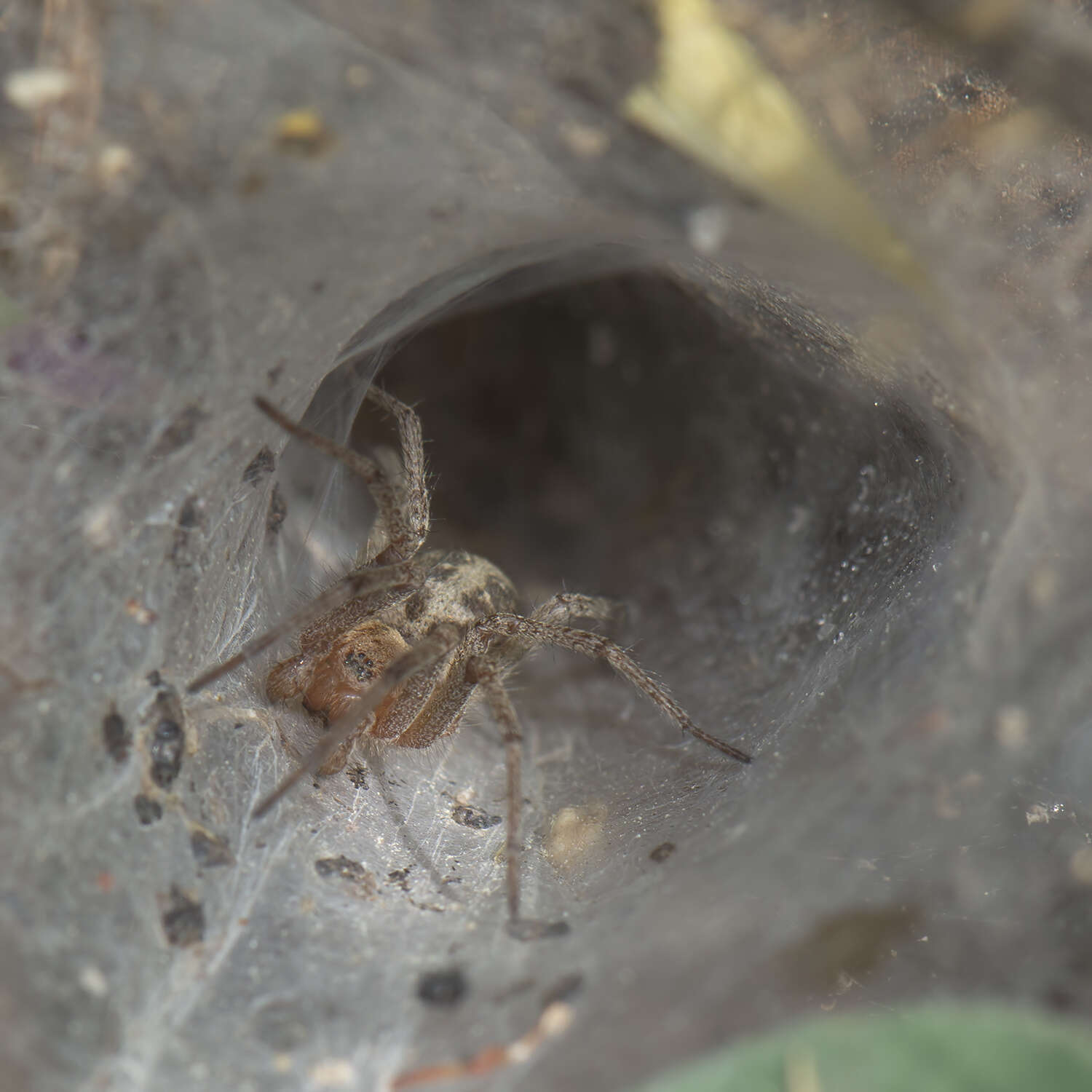 Image of Agelena labyrinthica (Clerck 1757)