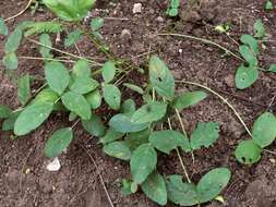 Image of bambarra groundnut