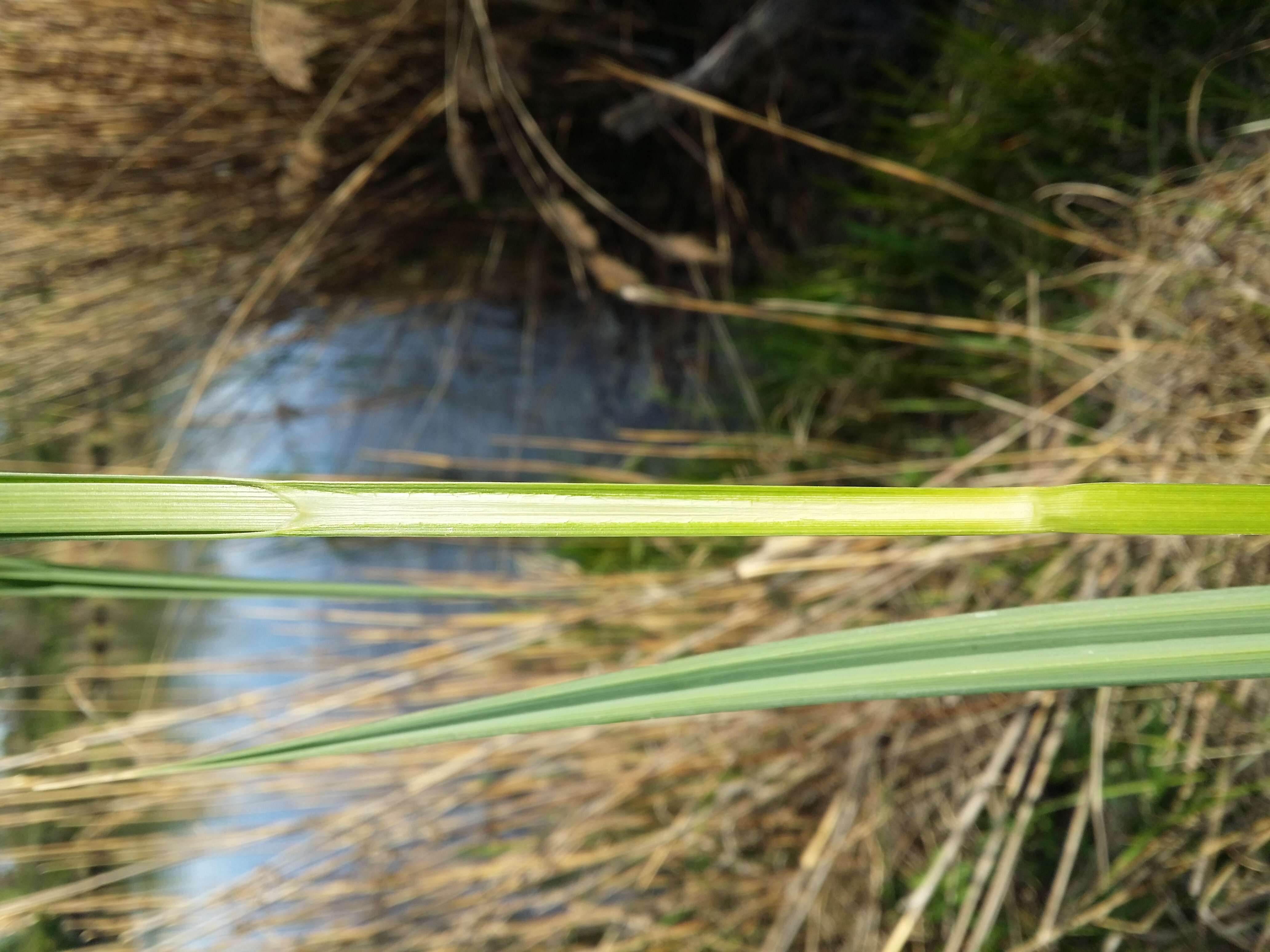 Image of Greater Pond-Sedge