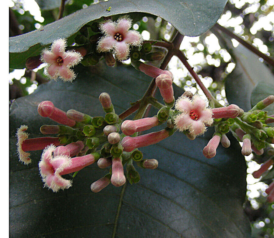 Image de Cinchona