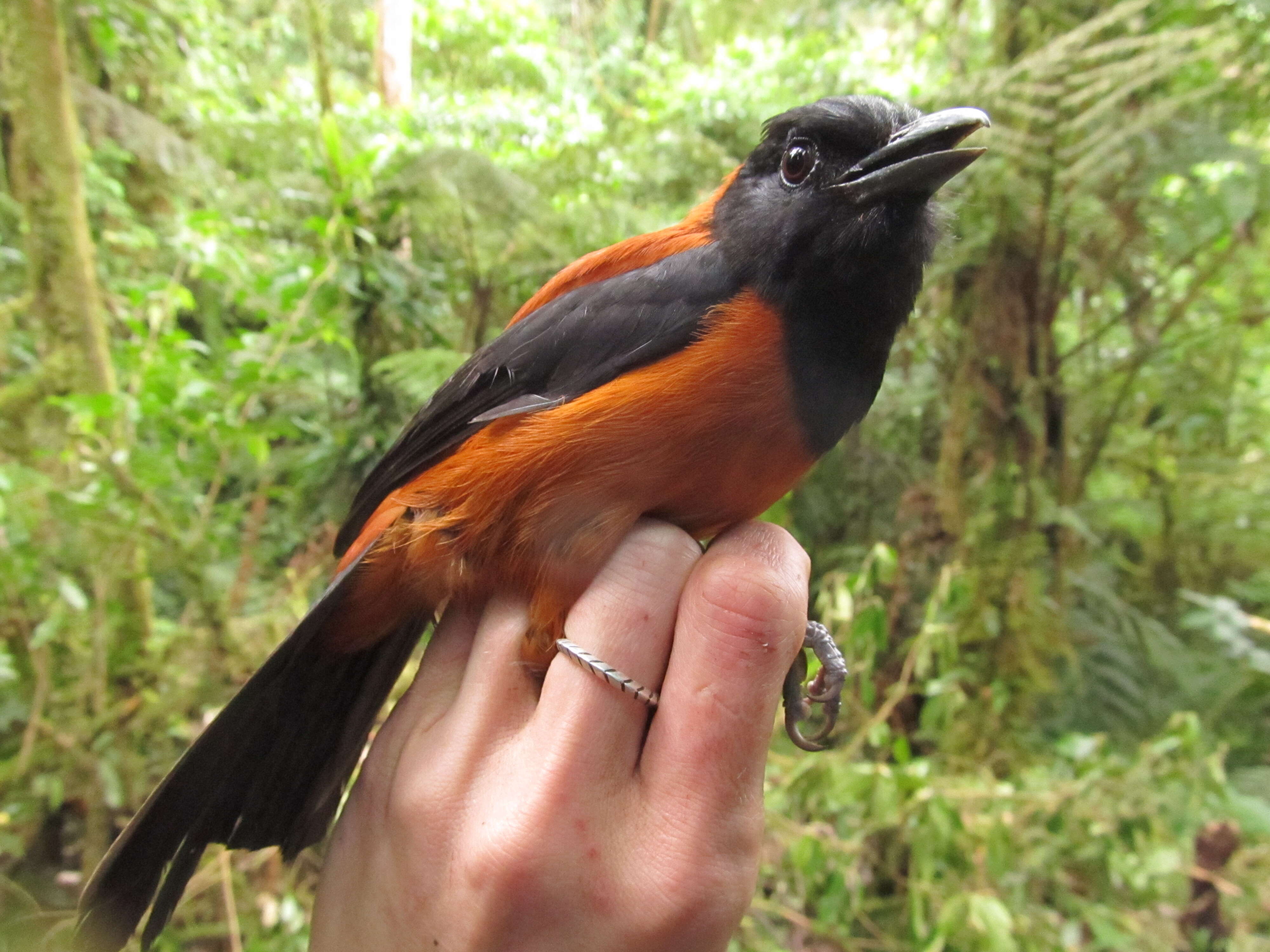 Image of Hooded Pitohui