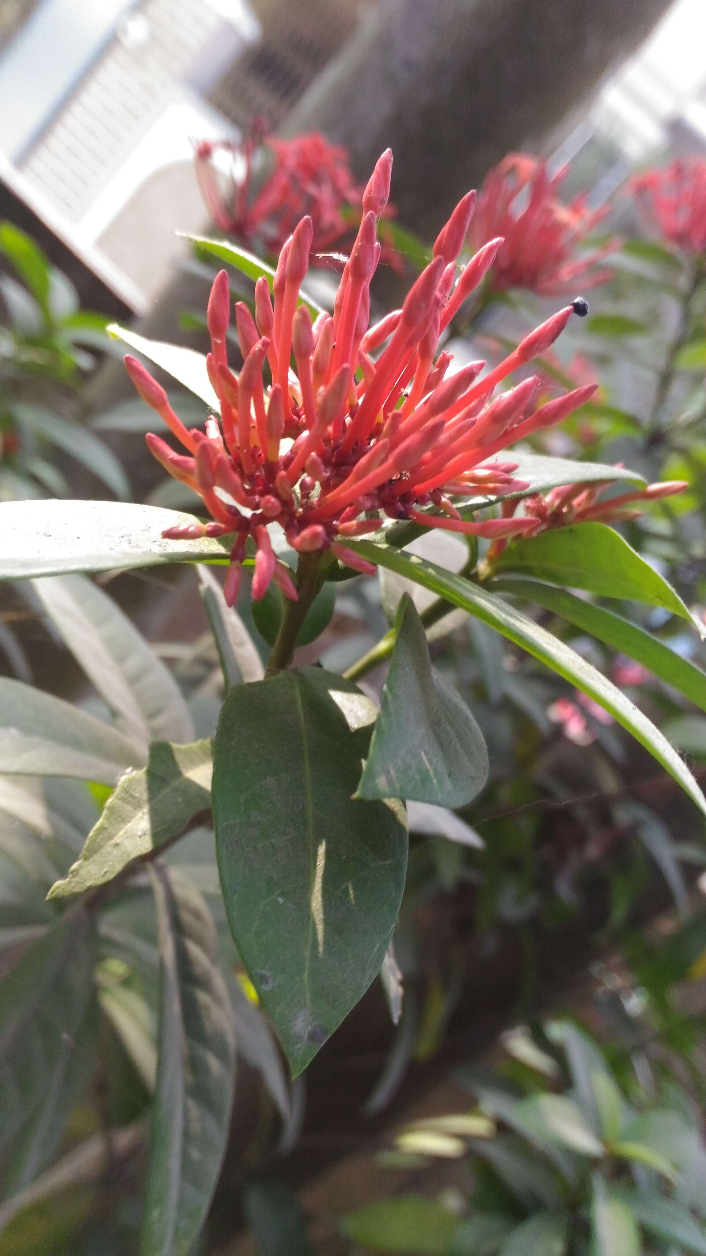 Image of ixora