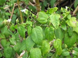 Imagem de Thunbergia fragrans Roxb.