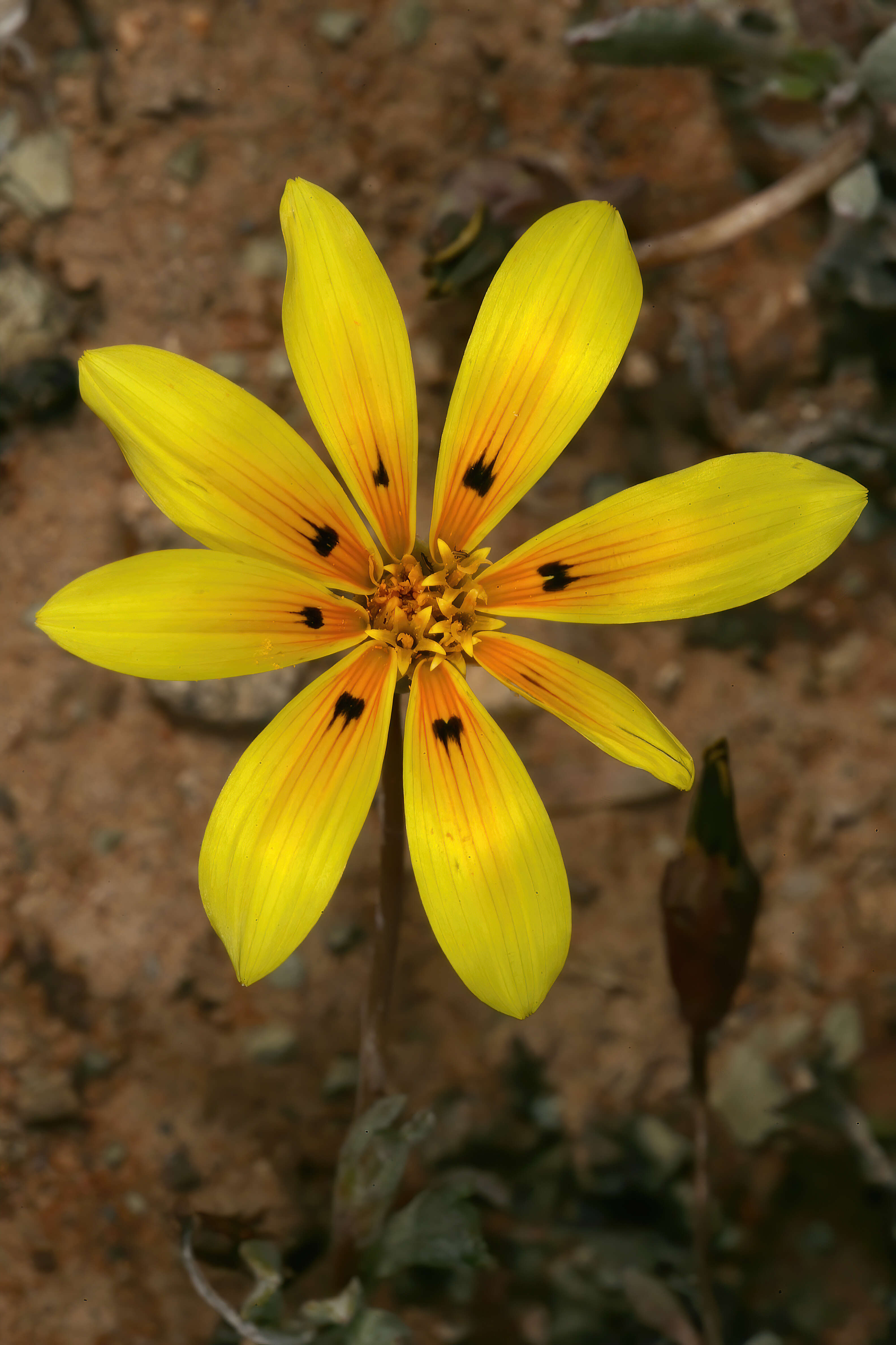 Image of Gazania lichtensteinii Less.