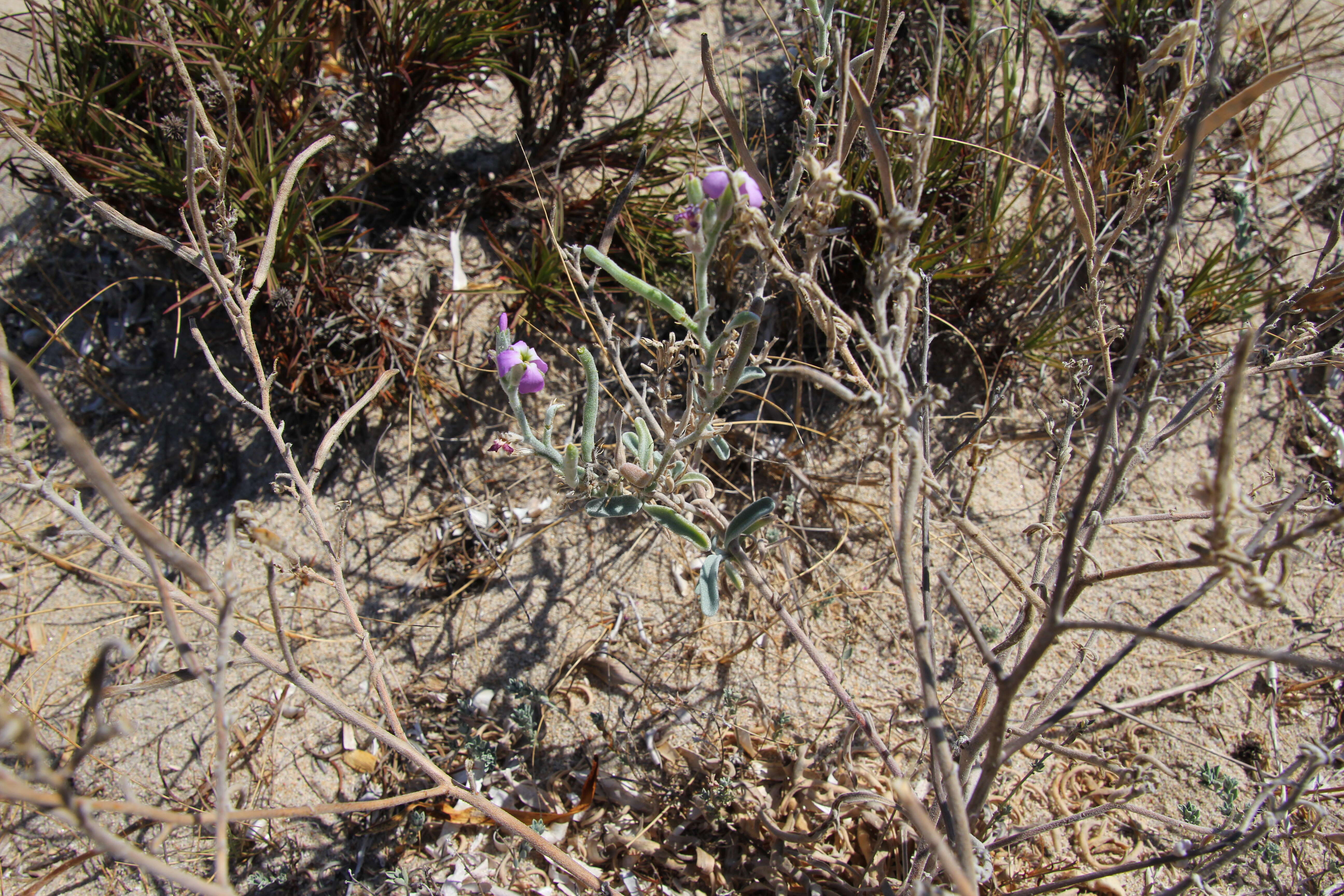 Image of Matthiola tricuspidata (L.) W. T. Aiton