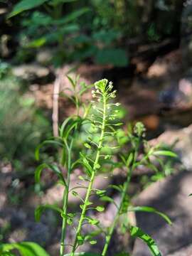 Image of Virginia pepperweed