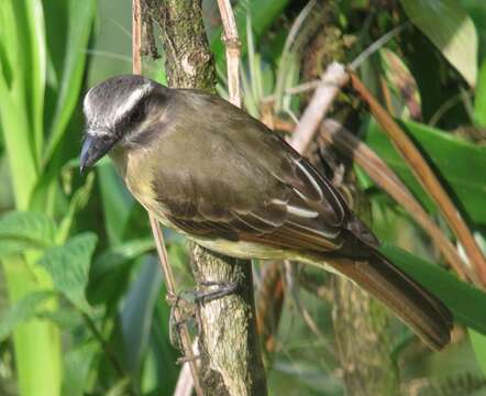 Image of Golden-crowned Flycatcher