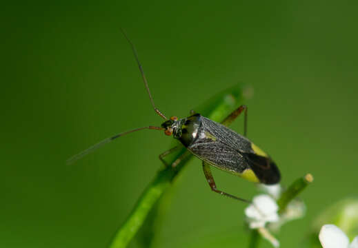 Image of Closterotomus trivialis (A. Costa 1853)