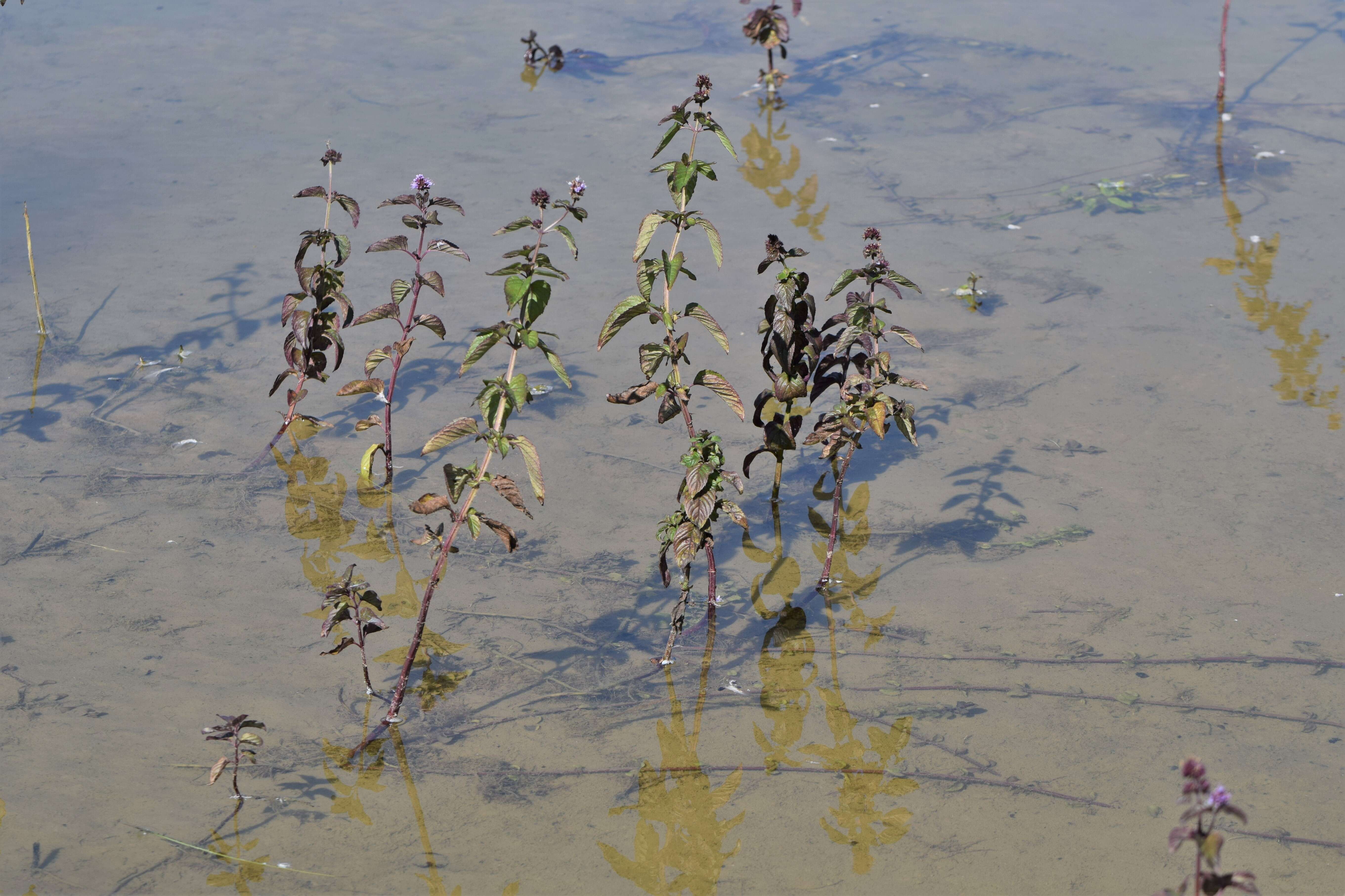 Image of Water Mint