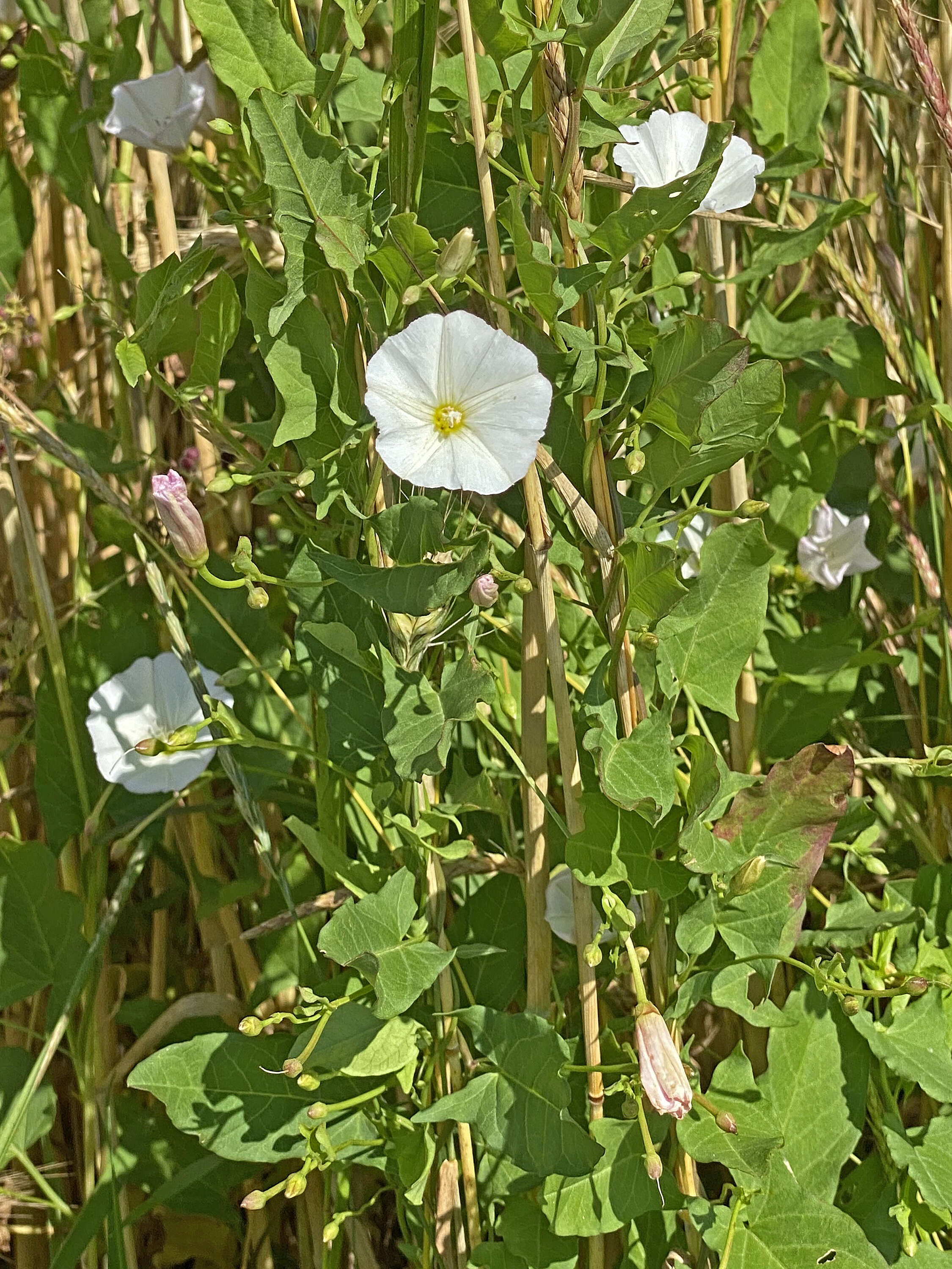 Image of Field Bindweed