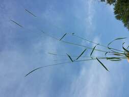 Image of bearded couch-grass