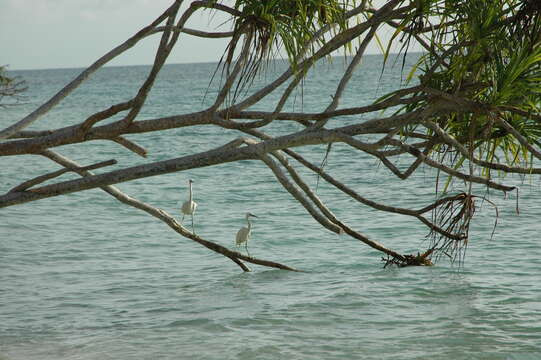 Image of Eastern Reef Egret