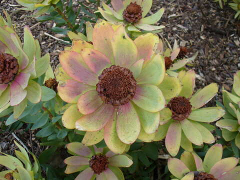 Imagem de Leucadendron tinctum I. Williams