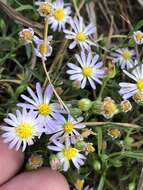 Image of Lawn American-Aster