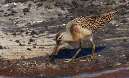 Image of Short-billed Dowitcher