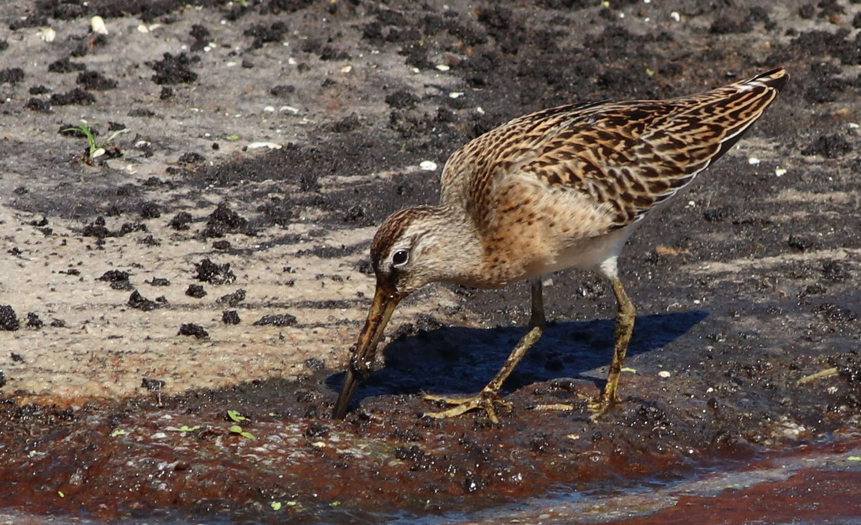 Image of Short-billed Dowitcher