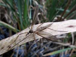 Image of Marsh crane fly