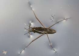 Image of Common pond skater