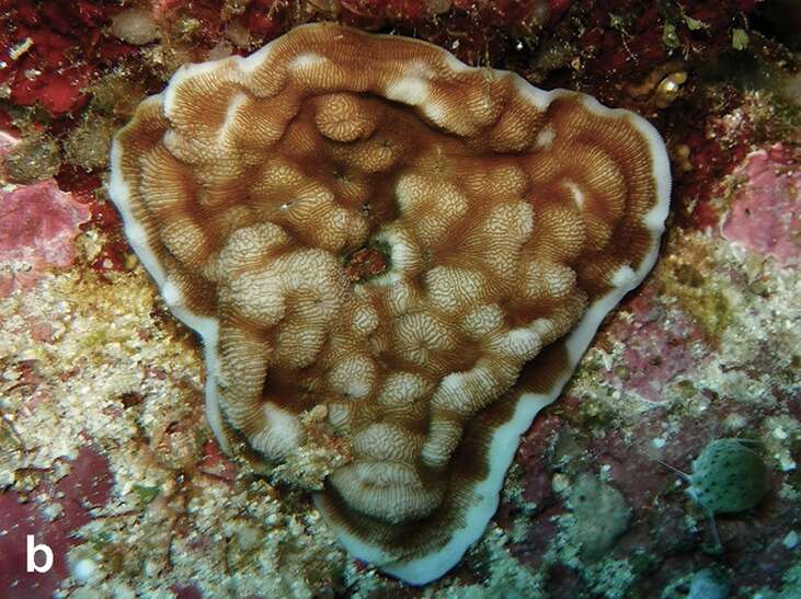 Image of hard coral